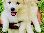 Pomeranian Puppies