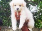Pomeranian Puppies