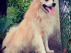 Pomeranian Puppies