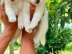 Pomeranian Puppies