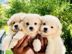 Pomeranian Puppies