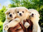 Pomeranian Puppies