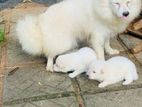 Pomeranian Puppies