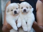 Pomeranian Puppies