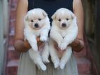 Pomeranian Puppies