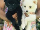 Pomeranian Puppies