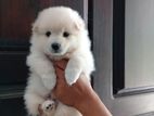 Pomeranian Puppies