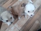 Pomeranian Puppies