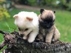 Pomeranian Puppies