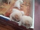 Pomeranian Puppies