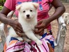 Pomeranian Puppies