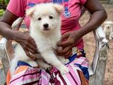 Pomeranian Puppies
