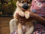 Pomeranian Puppies
