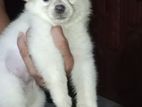 Pomeranian Puppies