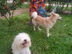 Pomeranian Puppies