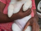 Pomeranian Puppies