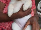 Pomeranian Puppies