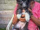 Pomeranian Puppies