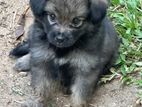 Pomeranian Puppies