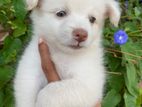 Pomeranian Puppies