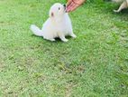 Pomeranian Puppies
