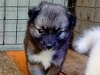 Pomeranian Puppies