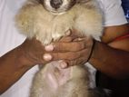 Pomeranian Puppies