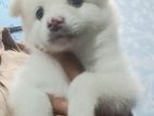 Pomeranian Puppies