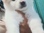Pomeranian Puppies