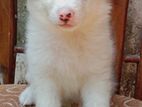 Pomeranian Puppies