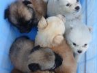 Pomeranian Puppies