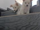 Pomeranian Puppies