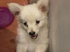 Pomeranian Puppies