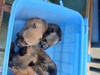 pomeranian puppies