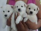 Pomeranian Puppies