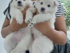 Pomeranian Puppies (Japanese splitz)