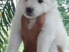 Pomeranian Puppies (Japanese splitz)