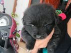 Pomeranian Puppies Super Black Colour