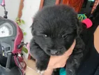 Pomeranian Puppies Super Black Colour