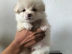 Pomeranian Puppy Dog