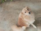 Pomeranian Puppy