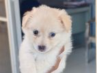 Pomeranian Puppy