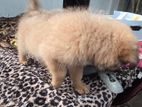 Pomeranian Puppy