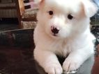 Pomeranian Puppy