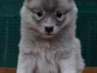 Pomeranian Puppies