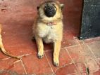 Pomeranian Puppy