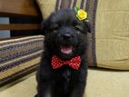 Pomeranian Puppy