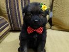 Pomeranian Puppy