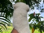 pomeranian puppy