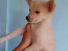 Pomeranian Puppy
